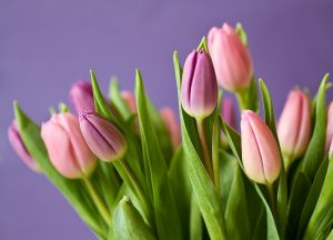 tulipany